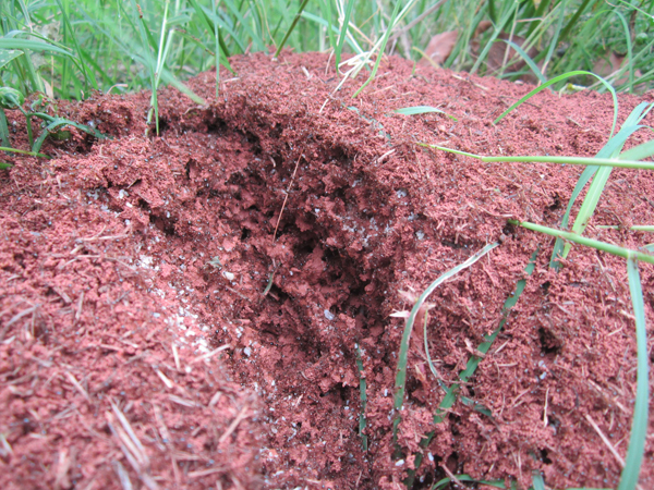 公園、社區(qū)、校園等公共場(chǎng)所進(jìn)行有效紅火蟻防制